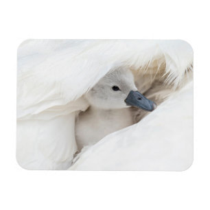Imán Animales de bebé más afectados   Baby Mute Swan