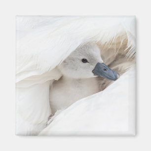Imán Animales de bebé más afectados Baby Mute Swan