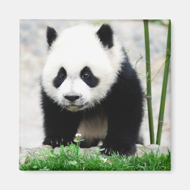 Imán Animales de bebé más afectados | Baby Panda Bear (Frente)