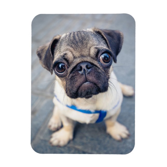 Imán Animales de bebé más afectados | Baby Pug (Vertical)