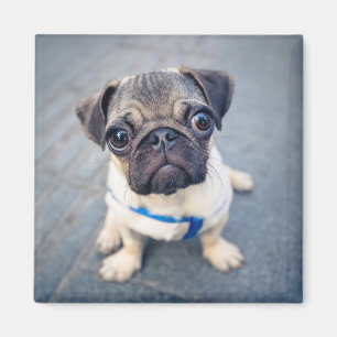 Imán Animales de bebé más afectados   Baby Pug