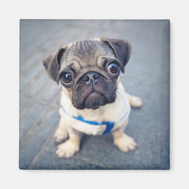 Imán Animales de bebé más afectados | Baby Pug (Frente)