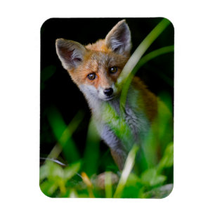 Imán Animales de bebé más afectados Baby Red Fox