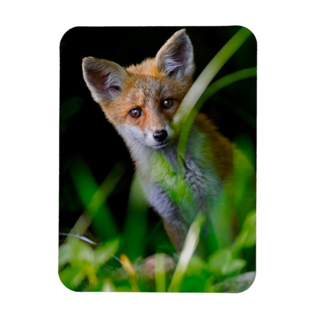 Imán Animales de bebé más afectados | Baby Red Fox (Vertical)