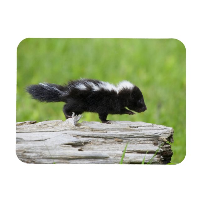 Imán Animales de bebé más afectados | Baby Skunk (Horizontal)