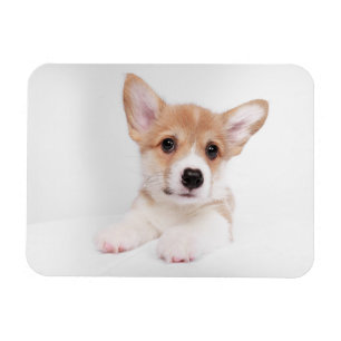 Imán Animales de bebé más afectados Bebé dulce Corgi