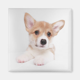 Imán Animales de bebé más afectados Bebé dulce Corgi