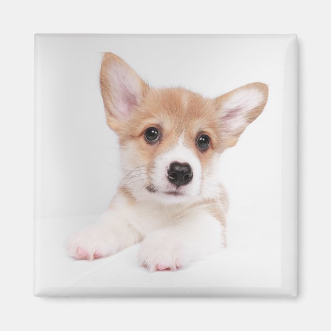 Imán Animales de bebé más afectados | Bebé dulce Corgi (Frente)