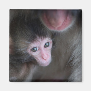 Imán Animales de bebé más afectados Bebé Macaque Mono
