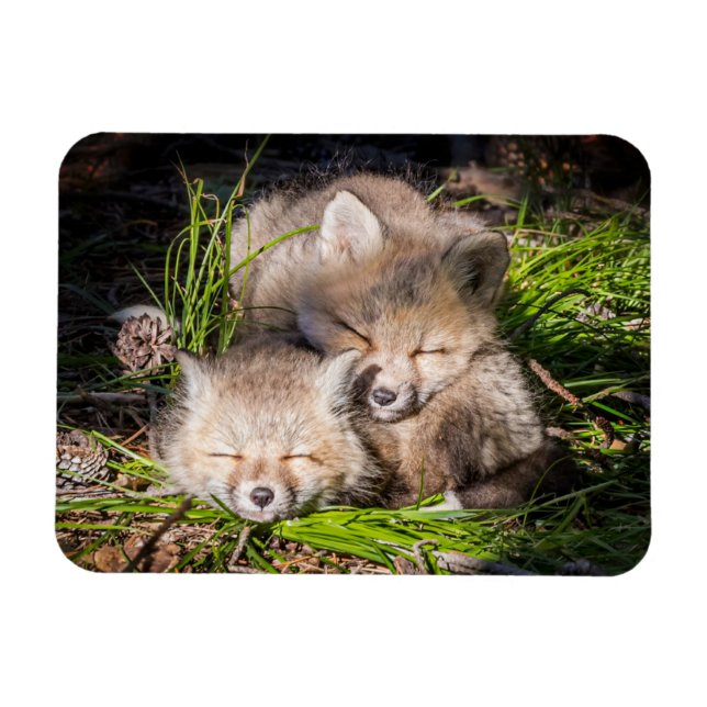 Imán Animales de bebé más afectados | Bebé Red Fox Kits (Horizontal)