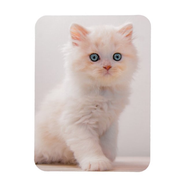 Imán Animales de bebé más afectados | Blue Eye Kitten (Vertical)