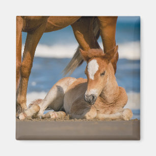 Imán Animales de bebé más afectados Caballo salvaje C