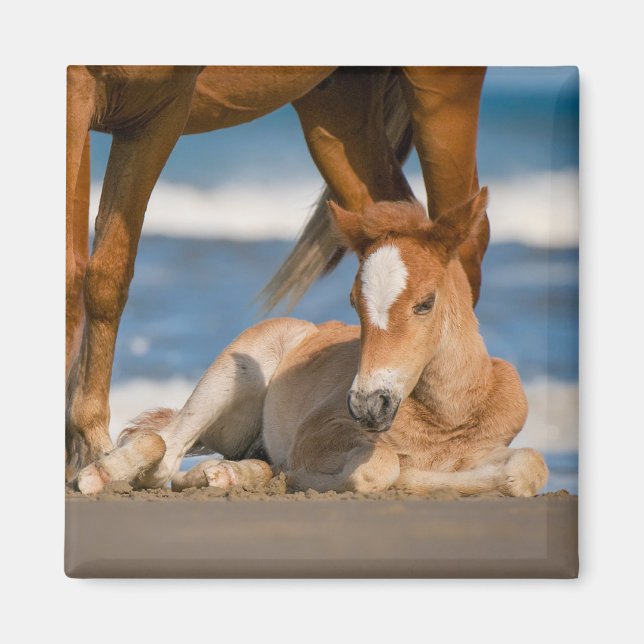 Imán Animales de bebé más afectados | Caballo salvaje C (Frente)