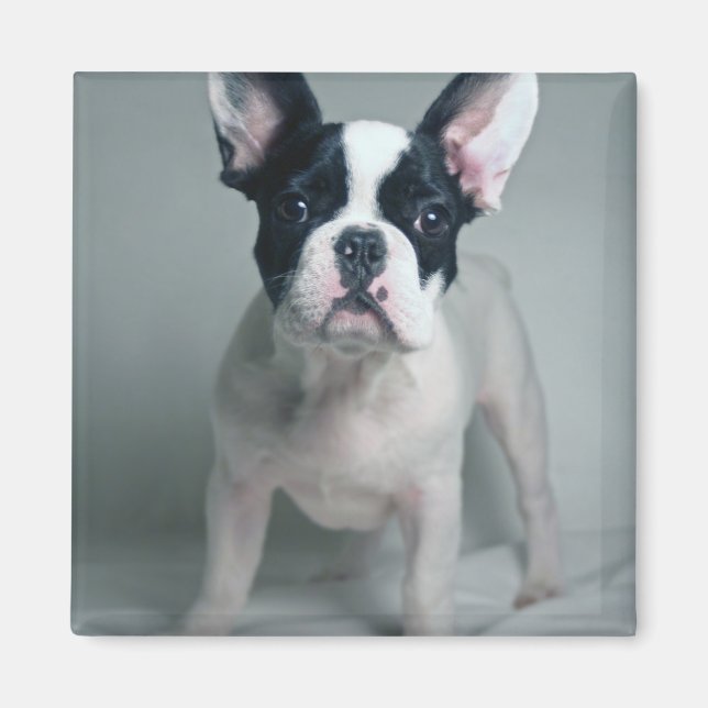 Imán Animales de bebé más afectados | Cachorro de Bulld (Frente)