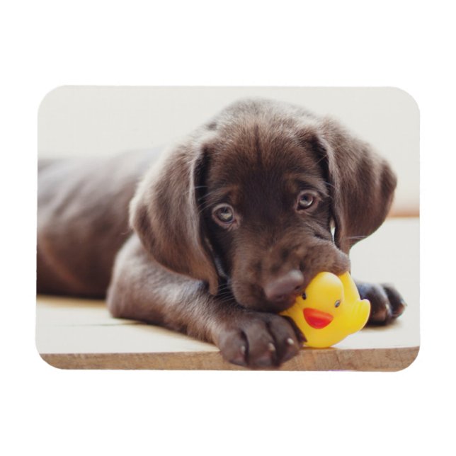 Imán Animales de bebé más afectados | Cachorro de choco (Horizontal)