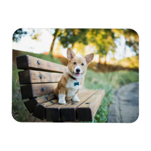 Imán Animales de bebé más afectados Cachorro de Corgi