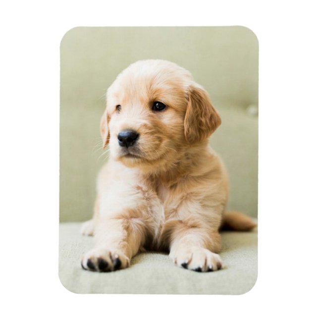Imán Animales de bebé más afectados | Cachorro de Golde (Vertical)