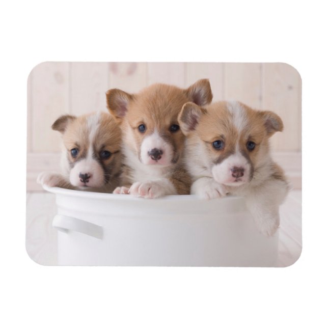 Imán Animales de bebé más afectados | Cachorros de Corg (Horizontal)