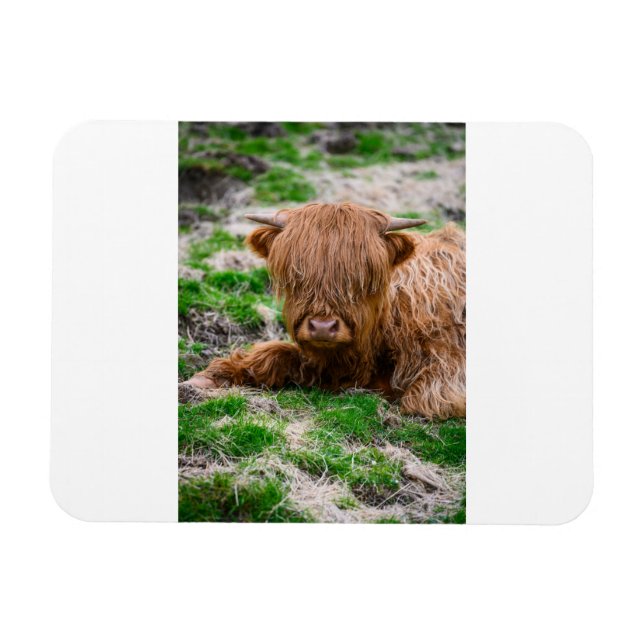 Imán Animales de bebé más afectados | Calf de vaca de m (Horizontal)