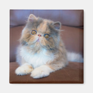 Imán Animales de bebé más afectados Calico Persian Ki