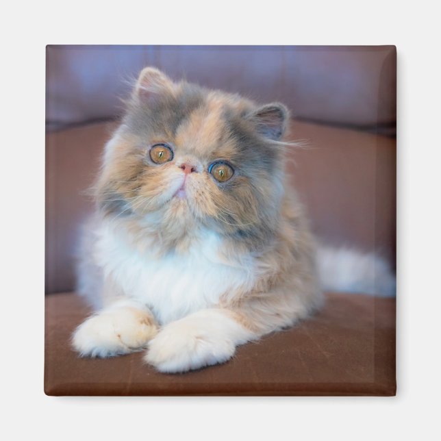 Imán Animales de bebé más afectados | Calico Persian Ki (Frente)