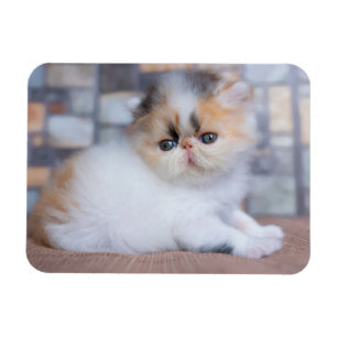 Imán Animales de bebé más afectados   Calico Persian Ki