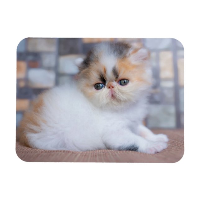 Imán Animales de bebé más afectados | Calico Persian Ki (Horizontal)