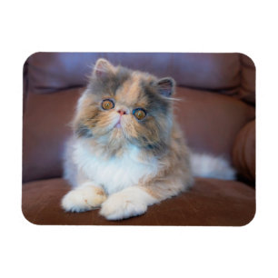 Imán Animales de bebé más afectados   Calico Persian Ki