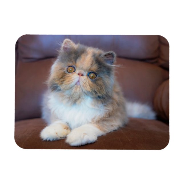 Imán Animales de bebé más afectados | Calico Persian Ki (Horizontal)