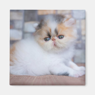 Imán Animales de bebé más afectados Calico Persian Ki