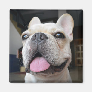Imán Animales de bebé más afectados Cara de Bulldog f
