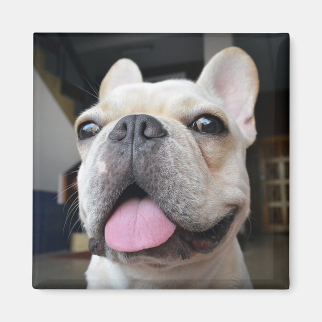 Imán Animales de bebé más afectados | Cara de Bulldog f (Frente)
