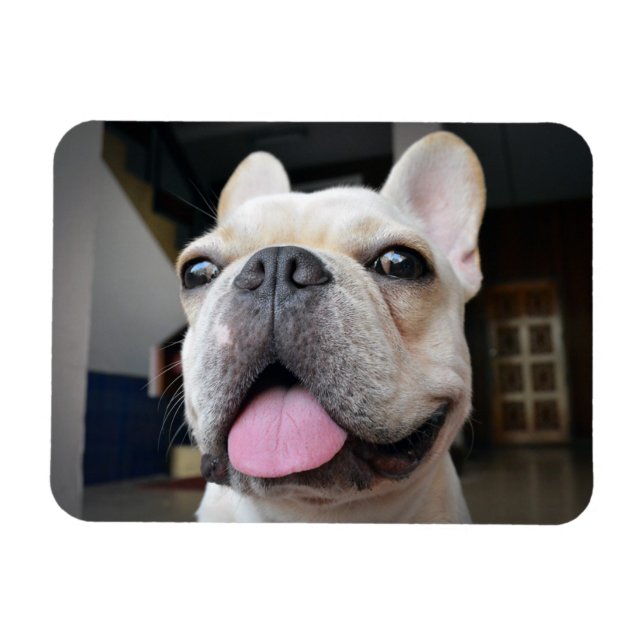 Imán Animales de bebé más afectados | Cara de Bulldog f (Horizontal)