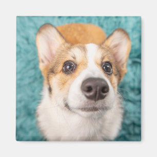 Imán Animales de bebé más afectados   Cara dulce Corgi 