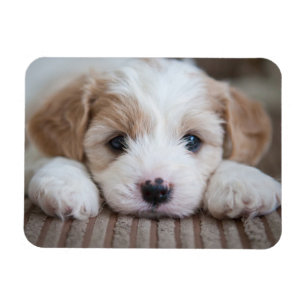 Imán Animales de bebé más afectados   Cavashon Puppy
