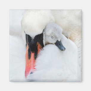 Imán Animales de bebé más afectados   Cisne de mamada m