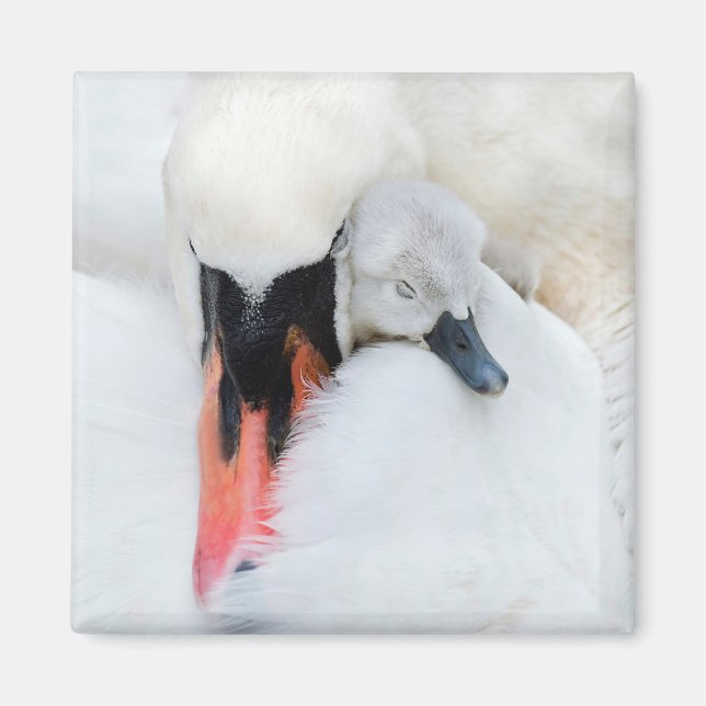 Imán Animales de bebé más afectados | Cisne de mamada m (Frente)