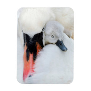 Imán Animales de bebé más afectados Cisne de mamada m