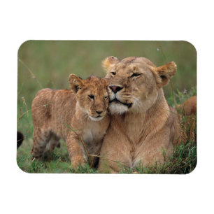 Imán Animales de bebé más afectados   Club de León y Ma