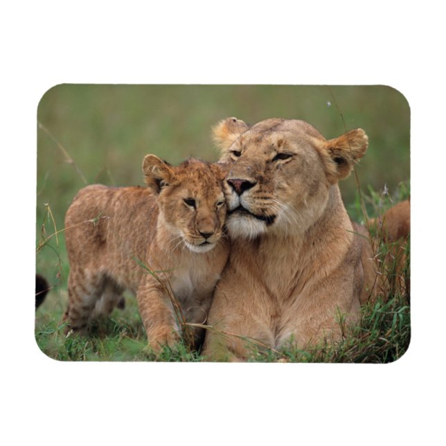 Imán Animales de bebé más afectados | Club de León y Ma (Horizontal)