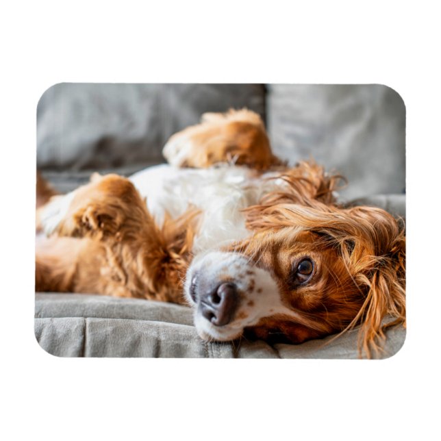 Imán Animales de bebé más afectados | Cocker Spaniel (Horizontal)