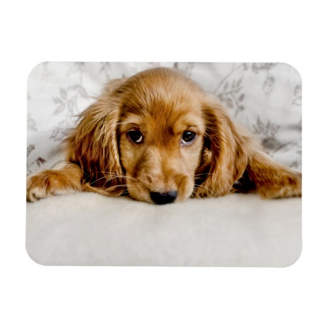 Imán Animales de bebé más afectados | Cocker Spaniel Pu (Horizontal)