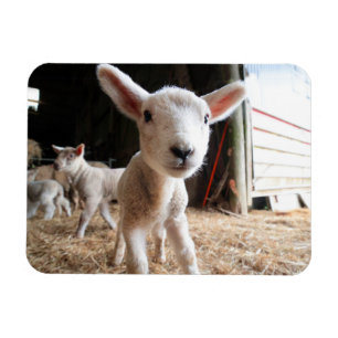 Imán Animales de bebé más afectados Cordero blanco en