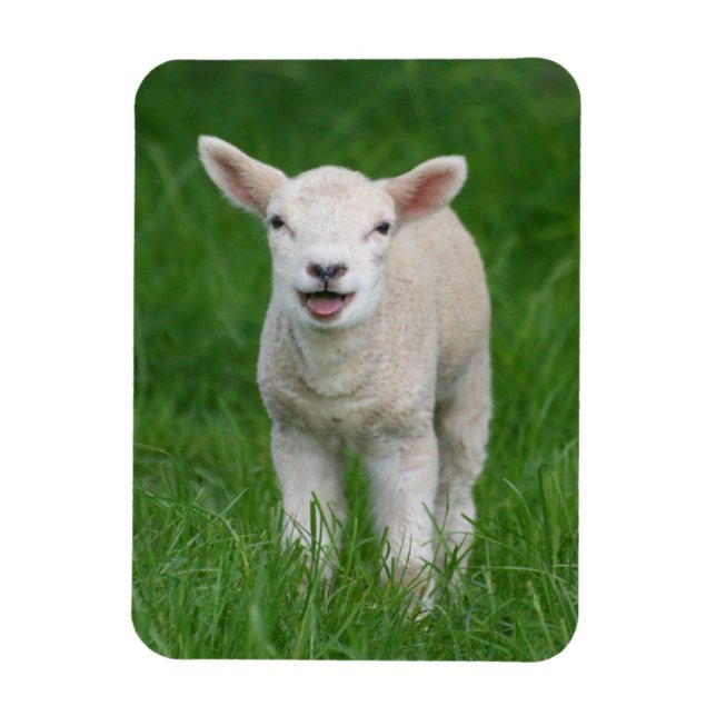 Imán Animales de bebé más afectados | Cordero Lil (Vertical)