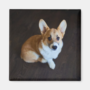 Imán Animales de bebé más afectados Corgi Buscando