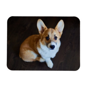 Imán Animales de bebé más afectados Corgi Buscando