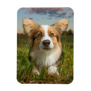 Imán Animales de bebé más afectados Corgi en el Aveni