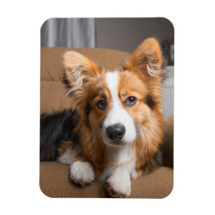 Imán Animales de bebé más afectados Corgi Puppy de pe