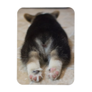 Imán Animales de bebé más afectados Corgi Puppy Detrá