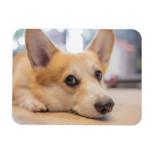 Imán Animales de bebé más afectados Corgi Puppy en el